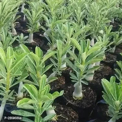 Adenium Plant  Adenium Flower Plant  08h-thumb2