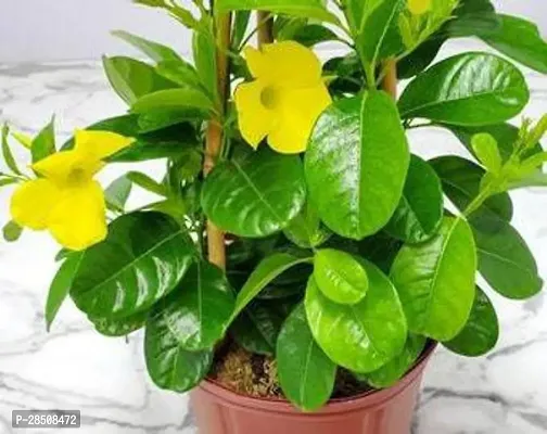 Mandevilla Plant  Mandevilla Yellow XOxygreenPlant