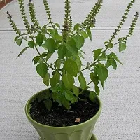 Tulsi Plant  Tulsi Q Plant-thumb1