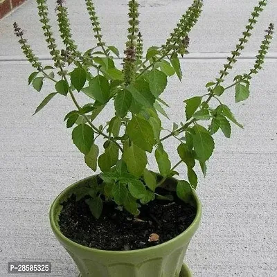 Tulsi Plant  Tulsi Q Plant-thumb2