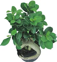 Ficus Bonsai Plant  Ficus XPEDPOUDHE-thumb1