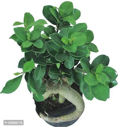 Ficus Bonsai Plant  Ficus XPEDPOUDHE-thumb2