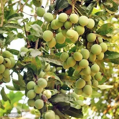 Mango Plant  Plant SNSEED Mango816-thumb0