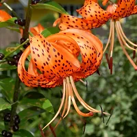 Lily Plant  Tiger Lily Orange Flower Like Pretty Plant-thumb2