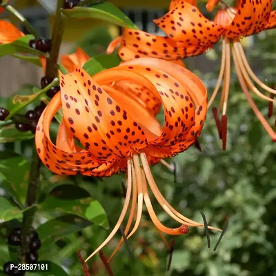 Lily Plant  Tiger Lily Orange Flower Like Pretty Plant-thumb3