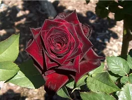 Earth Angels Rose Plant VG- Dark Red Rose Plant-thumb1