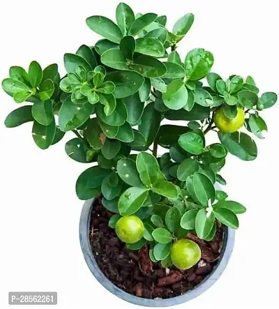 Earth Angels Lemon Plant Lemon Plant ( LunaLemon Plant )-thumb0