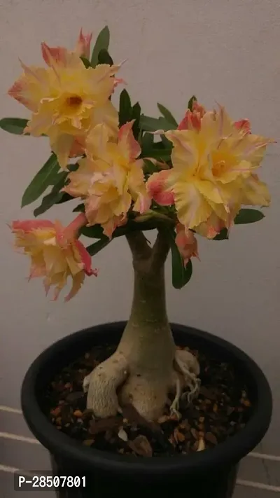 Adenium Plant  Adenium Plant heaven84-thumb0