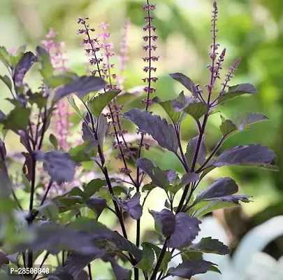 Tulsi Plant  Krishna Tulsi Plant-thumb2