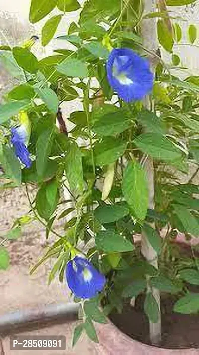 Aparajita Butterfly Pea Plant  Aparajita xoxygp02-thumb0