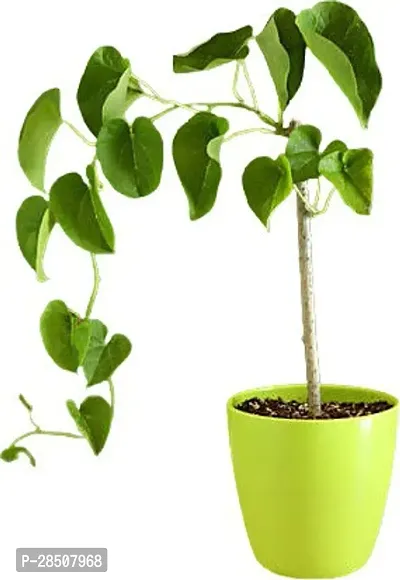 Giloy Plant  Giloy Plant  Xpankaj nursery03-thumb0