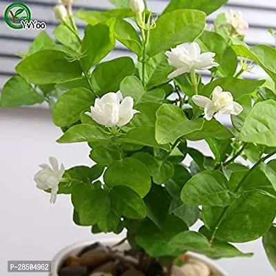 Night Bloom Jasmine Plant  Saraswati Gardens Live Arabian Jasmine Plant  White colour 1 Healthy Live Plant  With Plastic Bag-thumb0