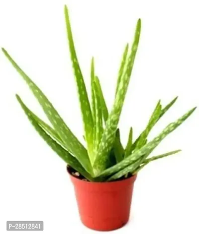 Natural Live Plant for Home Garden-thumb0