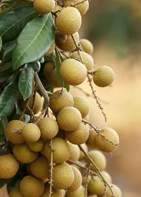 Earth Angels Litchi Plant Rare Dragon eye, Longan, Dimocarpus Longan fruit plant- Health 1 Green Plant.-thumb1