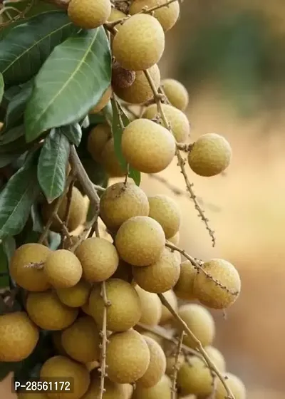 Earth Angels Litchi Plant Rare Dragon eye, Longan, Dimocarpus Longan fruit plant- Health 1 Green Plant.-thumb2