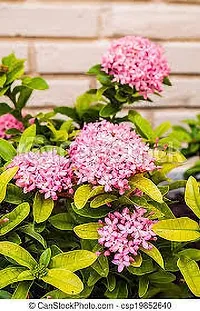 Earth Angels Ixora Plant IXORA PLANT NNG-thumb1