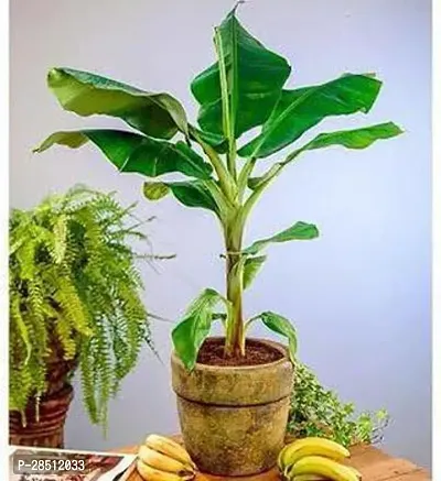 Natural Live Plant for Home Garden-thumb0