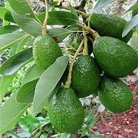 Avocado Plant  Avocado grafted-thumb1