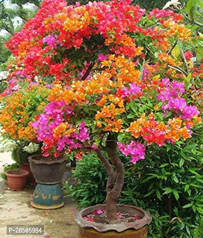 Baugainvillea Plant  Baugainvillea Plant 0011