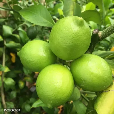 Lemon Plant  Hybrid Dwrafs Vaiant CitrusNimbooNimbuLebuLime Plant V 1575-thumb0