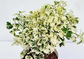 Earth Angels Aralia Plant Variegated Aralia Indoor Plant-thumb1