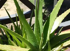 Aloe Vera Plant  Indian aloe vera Plant-thumb1