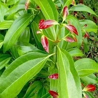 Bay Leaf Plant  BAY LEAF-thumb1