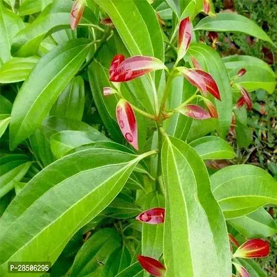 Bay Leaf Plant  BAY LEAF-thumb2