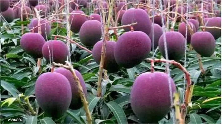 Mango Plant  Gardens Grafted Fruit Live Plant    Dwarf Rare Delicious Mexican Mango Purple Tree 1 Healthy Grafted Live Plant-thumb0