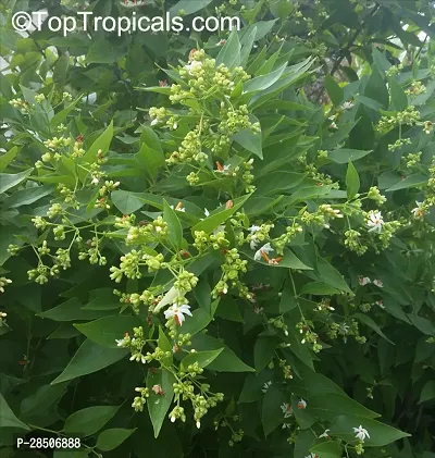 ParijatHarsingar Plant  Suli flower Plant-thumb3