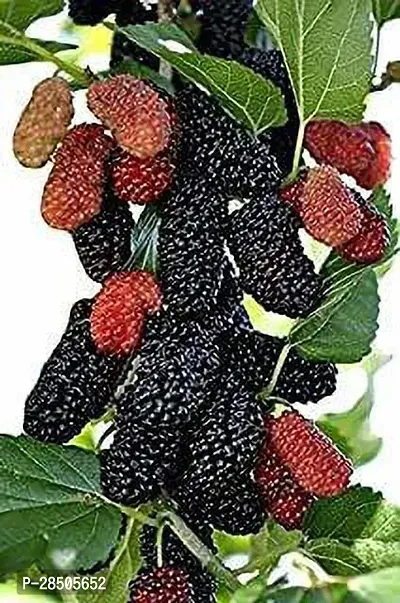 ShahtootMulberry Plant  ShahtootMulberry Plant