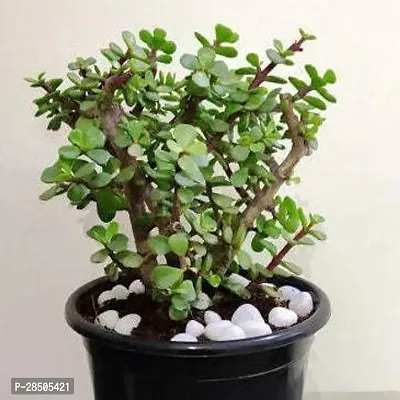 Jade Plant  Jade Plant  01-thumb0