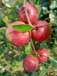 Ber Apple Plant  Kashmiri Red Ber Plant-thumb1