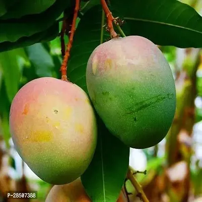 Mango Plant  Neelam Mango 01-thumb0