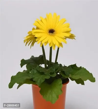 Earth Angels Gerbera Plant Yellow Gerbera Flower Plant-thumb0