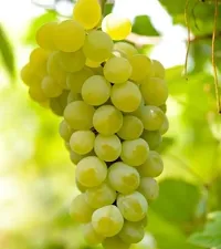 Grapes Plant  Grape Plant kingdom35-thumb1