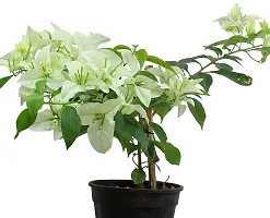 Earth Angels Baugainvillea Plant AaravBOUGAIN62S-thumb2