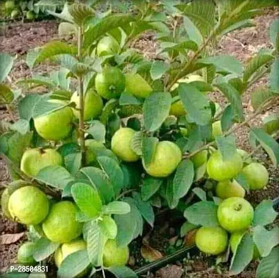 Guava Plant  Sardar Dwraf Variant Live Guava Amrud Amrood Plant-thumb0