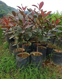 Guava Plant  Red Guava Plant 001-thumb1