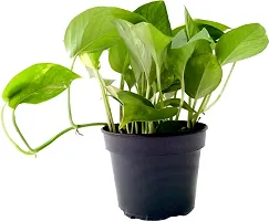 Money Plant  Good Luck Money Plant  Indoor Pothos Green Money Plant-thumb1