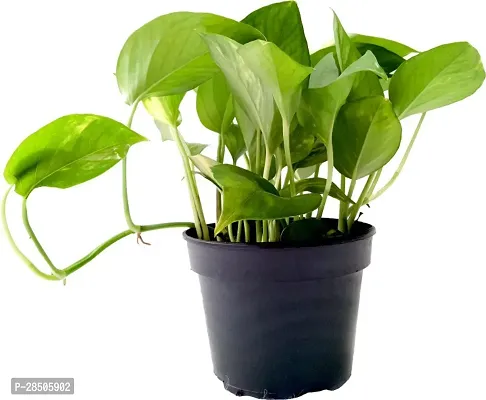 Money Plant  Good Luck Money Plant  Indoor Pothos Green Money Plant-thumb2