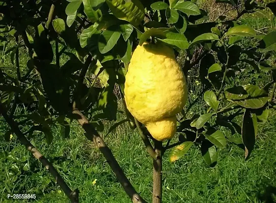 Earth Angels Lemon Plant Lemon Plant ( Double Lemon Plant )-thumb0