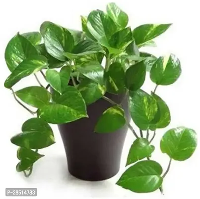 Natural Live Plant for Home Garden-thumb0