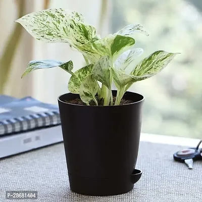 Earth Angels Money Plant-thumb0