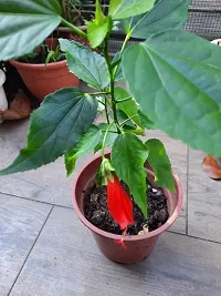 Natural Live Plant for Home Garden-thumb2