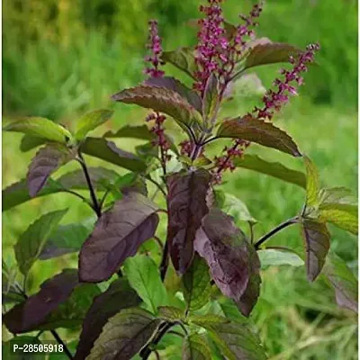 Tulsi Plant  Shyama Tulsi HerbalBig Plant  With Pot-thumb0