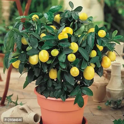 Lemon Plant  Lemon 9 Plant-thumb0