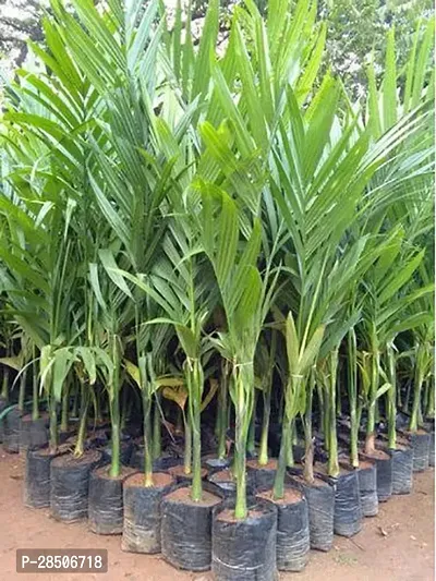 Betel NutSupari Plant  Rare Dwarf High Yielding Arecanut Variety Live Plant-thumb0