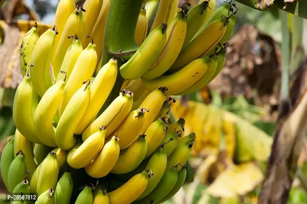 Banana Plant  Banana Plant heaven134-thumb0