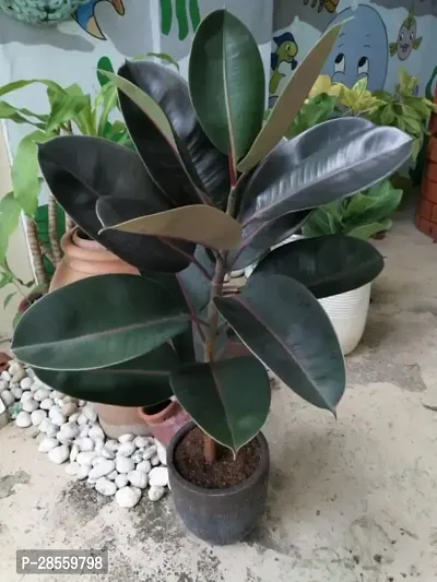 Earth Angels Rubber Tree Rubber Plant B14-thumb0